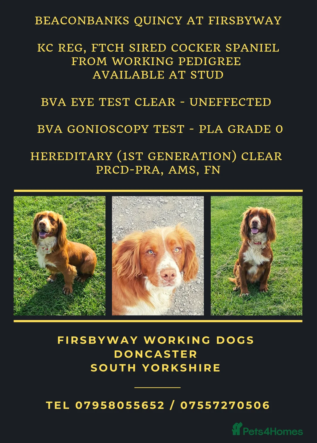 Cocker Spaniel dogs for sale: Pups from Health Tested Champion Trialling lines. - Advert 2