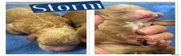 Cavapoo dogs for sale: Beautiful, health tested F1b Cavapoo Puppies - Advert 10