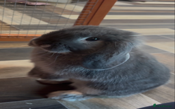 Mini Lop rabbits for sale: Mini lop female  - Image 6