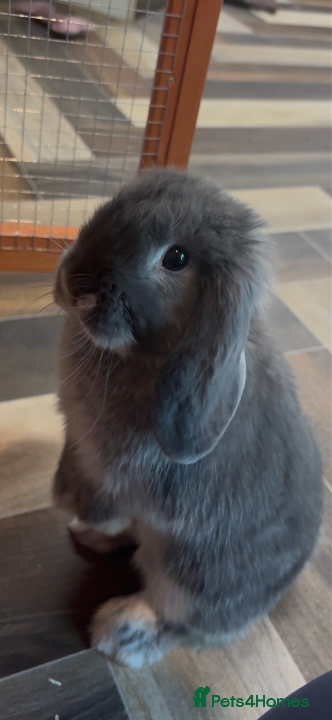 Mini Lop rabbits for sale: Mini lop female  - Image 6