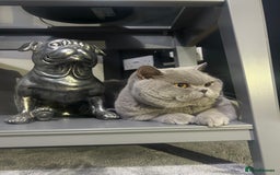 British Shorthair cats for sale: Lilac male available  - Image 4