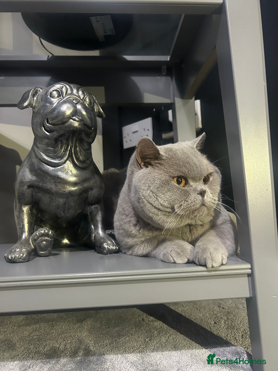 British Shorthair cats for sale: Lilac male available  - Image 4