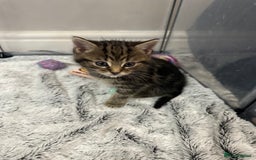 Domestic Shorthair cats for sale: Domestic short hair  - Image 4