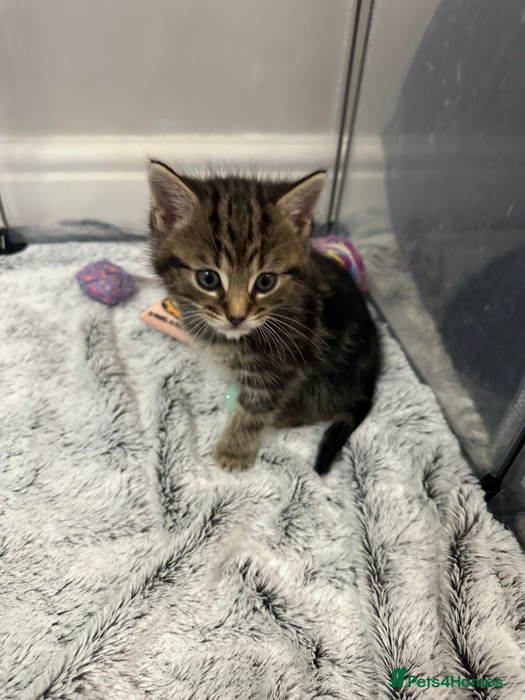Domestic Shorthair cats for sale: Domestic short hair  - Image 4
