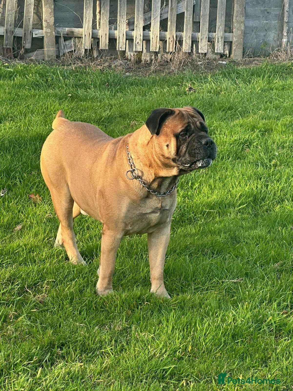 Bullmastiff dogs Bullmastiff Stud  - Advert 7