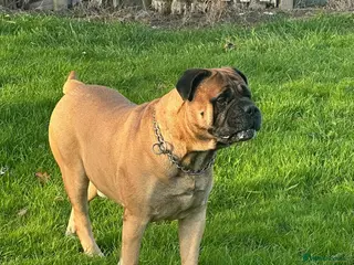 Bullmastiff dogs Bullmastiff Stud - Advert 7