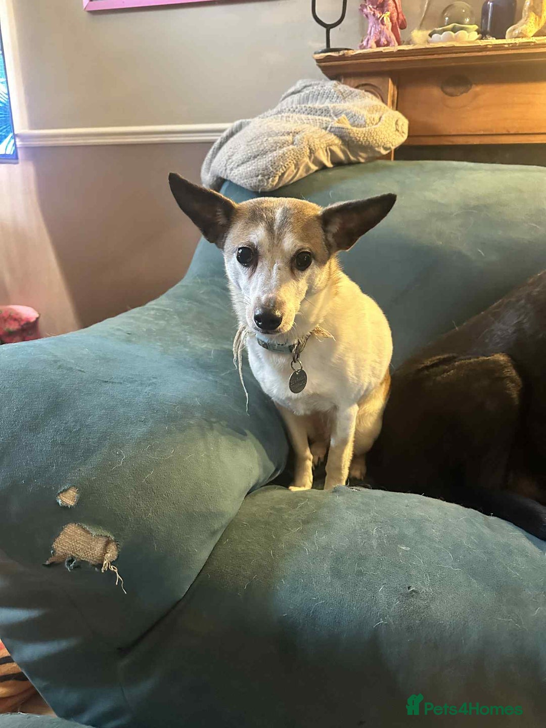 Mixed Breed dogs for adoption: Tia - Taverham Norfolk  - Advert 1