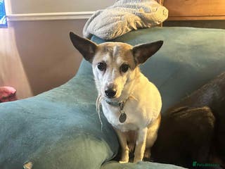 Mixed Breed dogs Tia - Taverham Norfolk - Advert 8