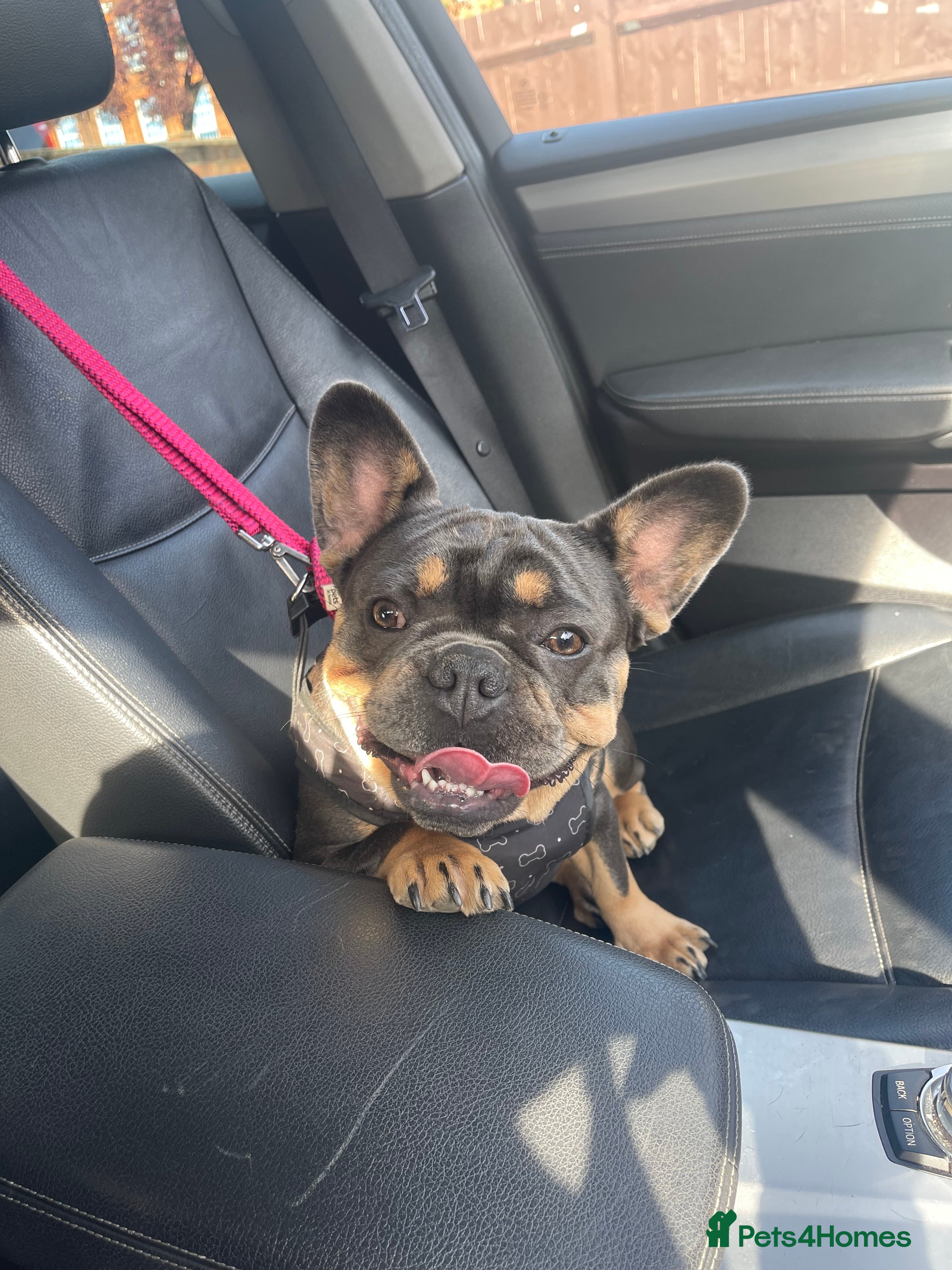 French Bulldog dogs Loving French Bulldog Seeking, Experienced Home - Advert 1