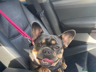 French Bulldog dogs Loving French Bulldog Seeking, Experienced Home - Advert 1
