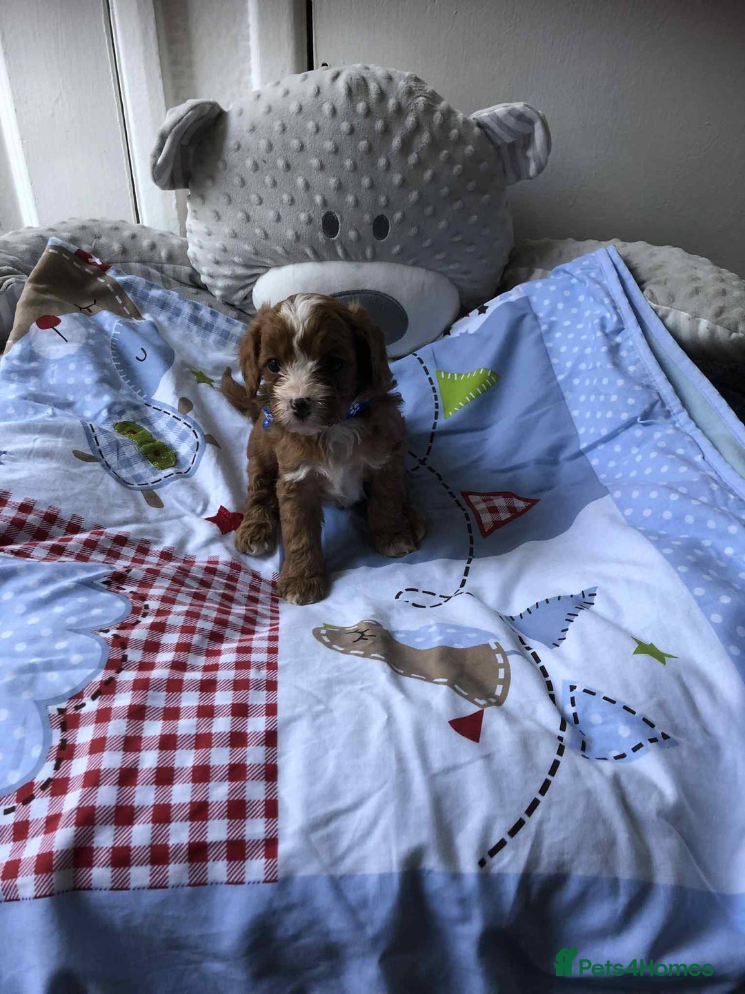 Cavapoo dogs for sale: Beautiful F1 Cavapoo puppies  - Image 13