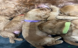 Cockapoo dogs for sale: Beautiful cockerpoo puppies  - Image 25