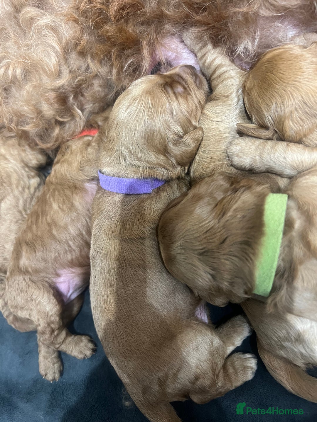 Cockapoo dogs for sale: Beautiful cockerpoo puppies  - Image 25