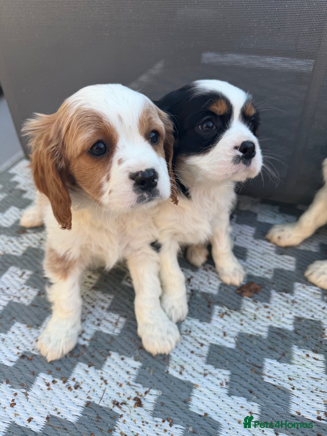 Cavalier King Charles Spaniel dogs for sale: 🐶King Charles Cavalier Puppies✨ STUNNING✨❤️🐶  - Advert 17