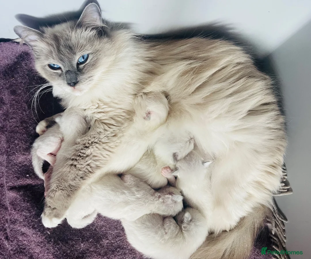 Ragdoll cats for sale: Ragdoll kittens GCCF - Advert 1