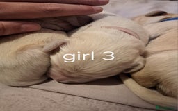 Golden Retriever dogs for sale: Golden retriever puppies  - Image 7