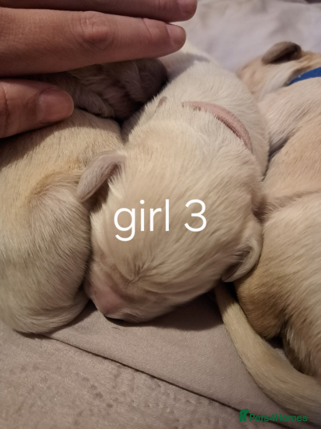 Golden Retriever dogs for sale: Golden retriever puppies  - Image 7
