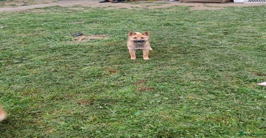 Japanese Shiba Inu dogs - Advert 12