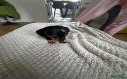 Dachshund dogs for sale: 8 dachshund puppies  - Image 13