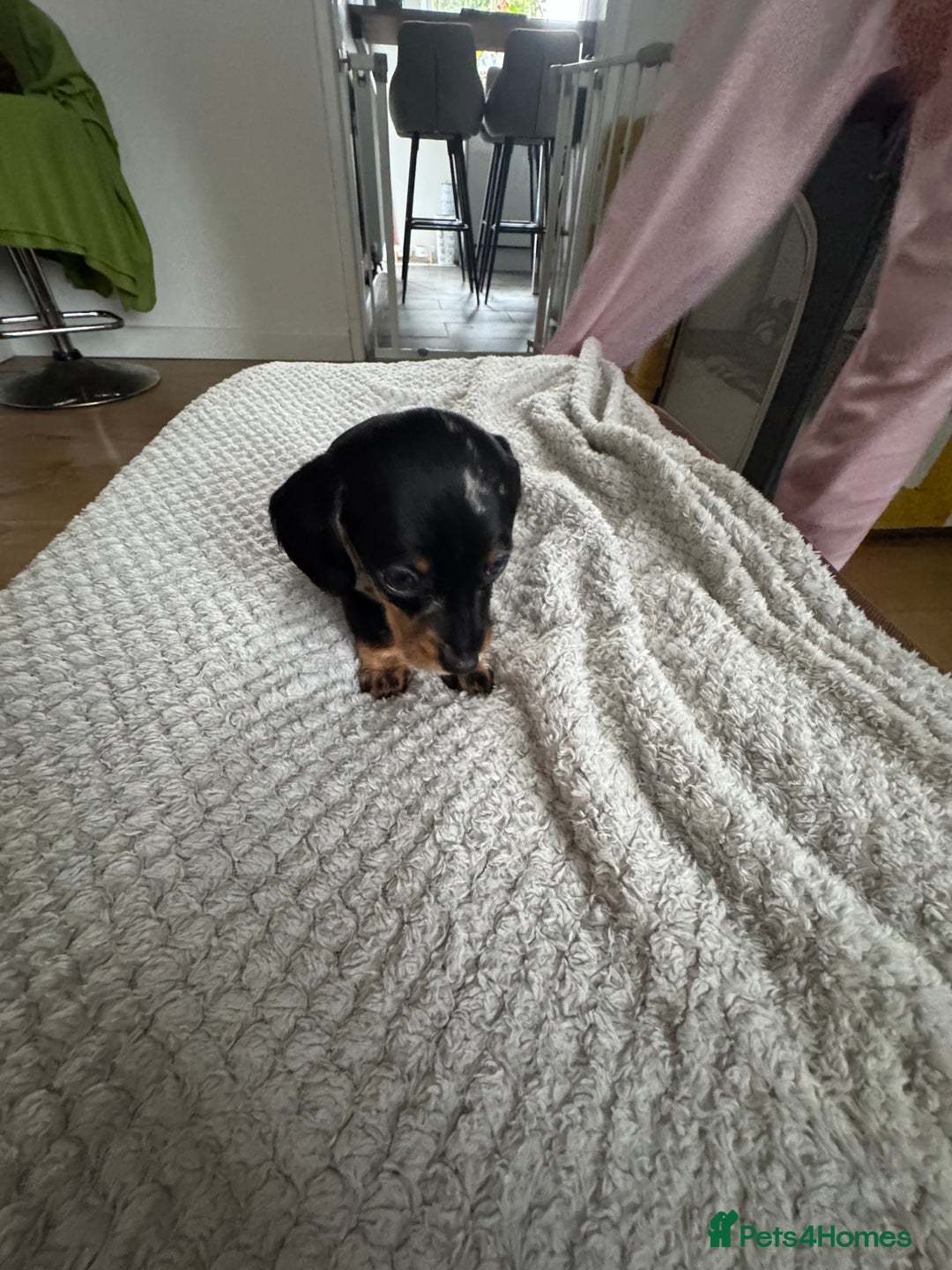 Dachshund dogs for sale: 8 dachshund puppies  - Image 13