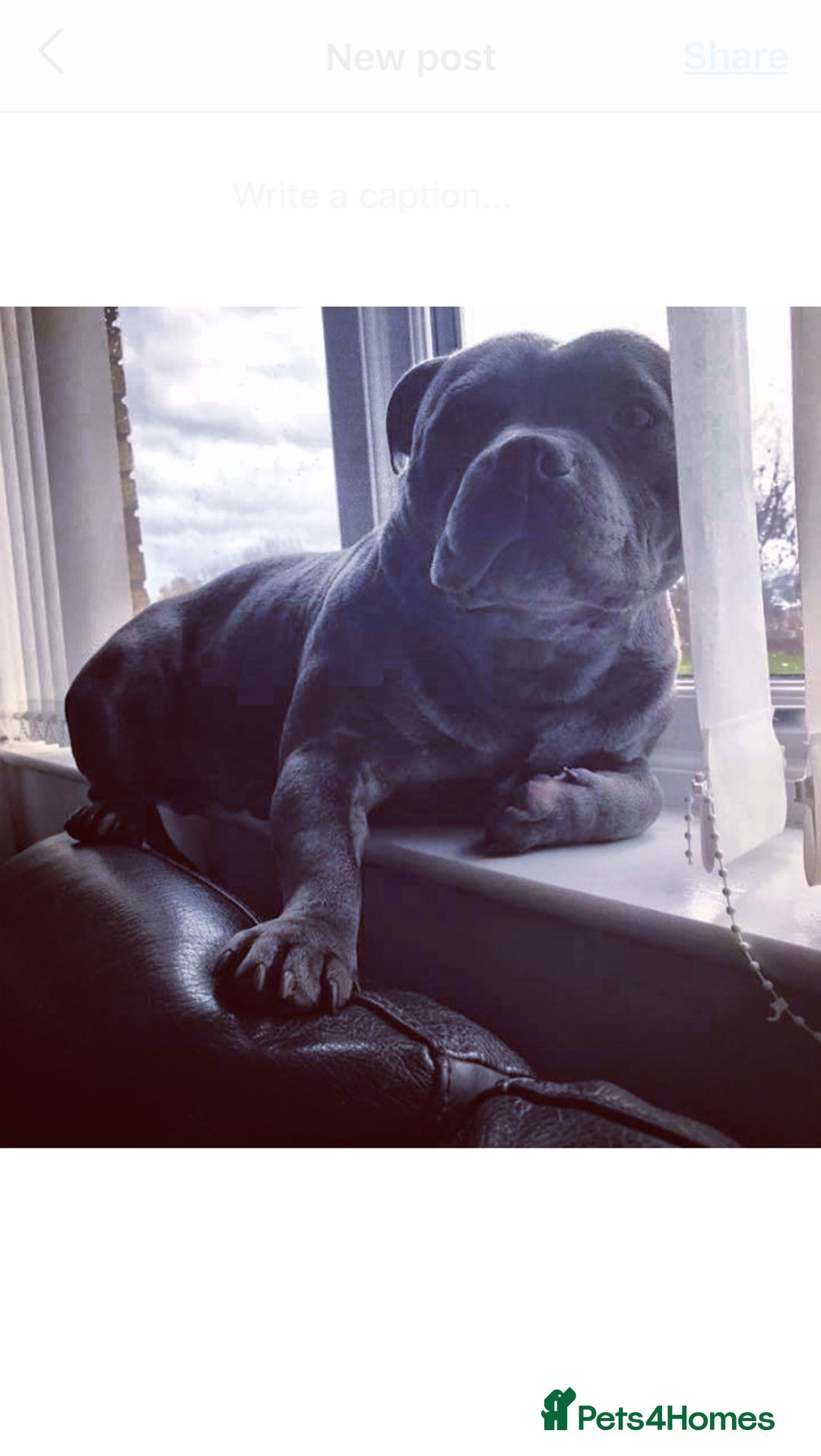 Staffordshire Bull Terrier dogs for sale: Staffordshire bull terrier puppies  - Image 5