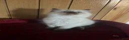 Ragdoll cats for sale: Gorgeous Tica ragdoll kittens  - Advert 29