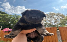German Shepherd dogs for sale: Stunning German shepherd puppies  - Image 10