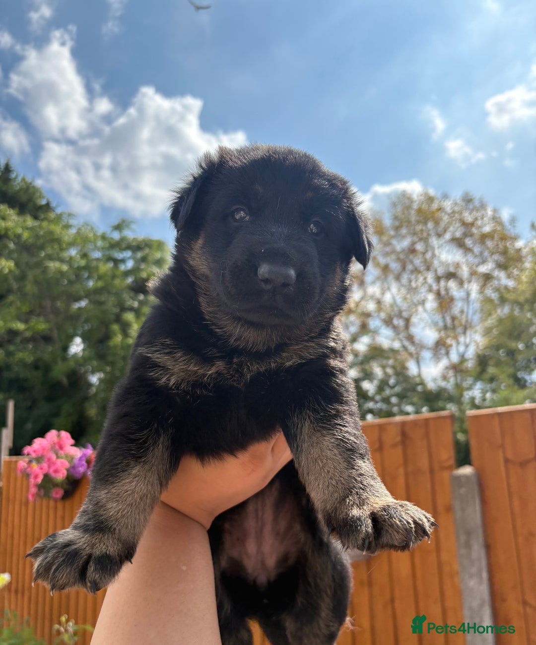 German Shepherd dogs for sale: Stunning German shepherd puppies  - Image 10