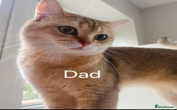 British Shorthair cats for sale: Golden BSH  - Image 11
