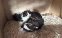 British Shorthair cats for sale: Cute little moggies  - Image 3