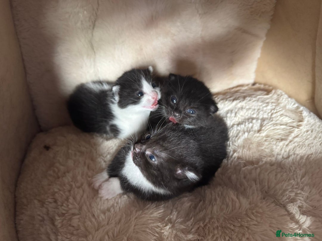 British Shorthair cats for sale: Cute little moggies  - Image 3