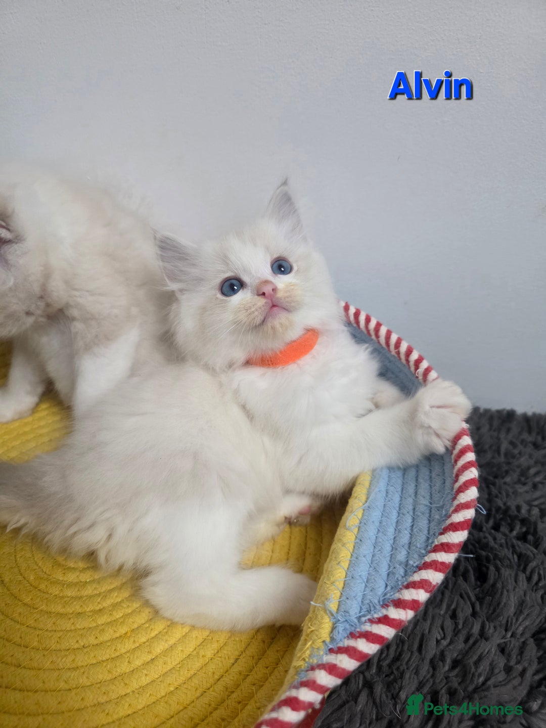 Ragdoll cats for sale: GCCF registered ragdoll kittens  - Advert 21