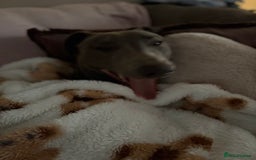 Mixed Breed dogs for sale: Handsome grey Lurcher 9 month old   - Image 13