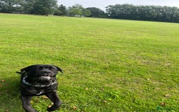 Cane Corso dogs for stud: ZEUS CANECORSO STUD - Image 3