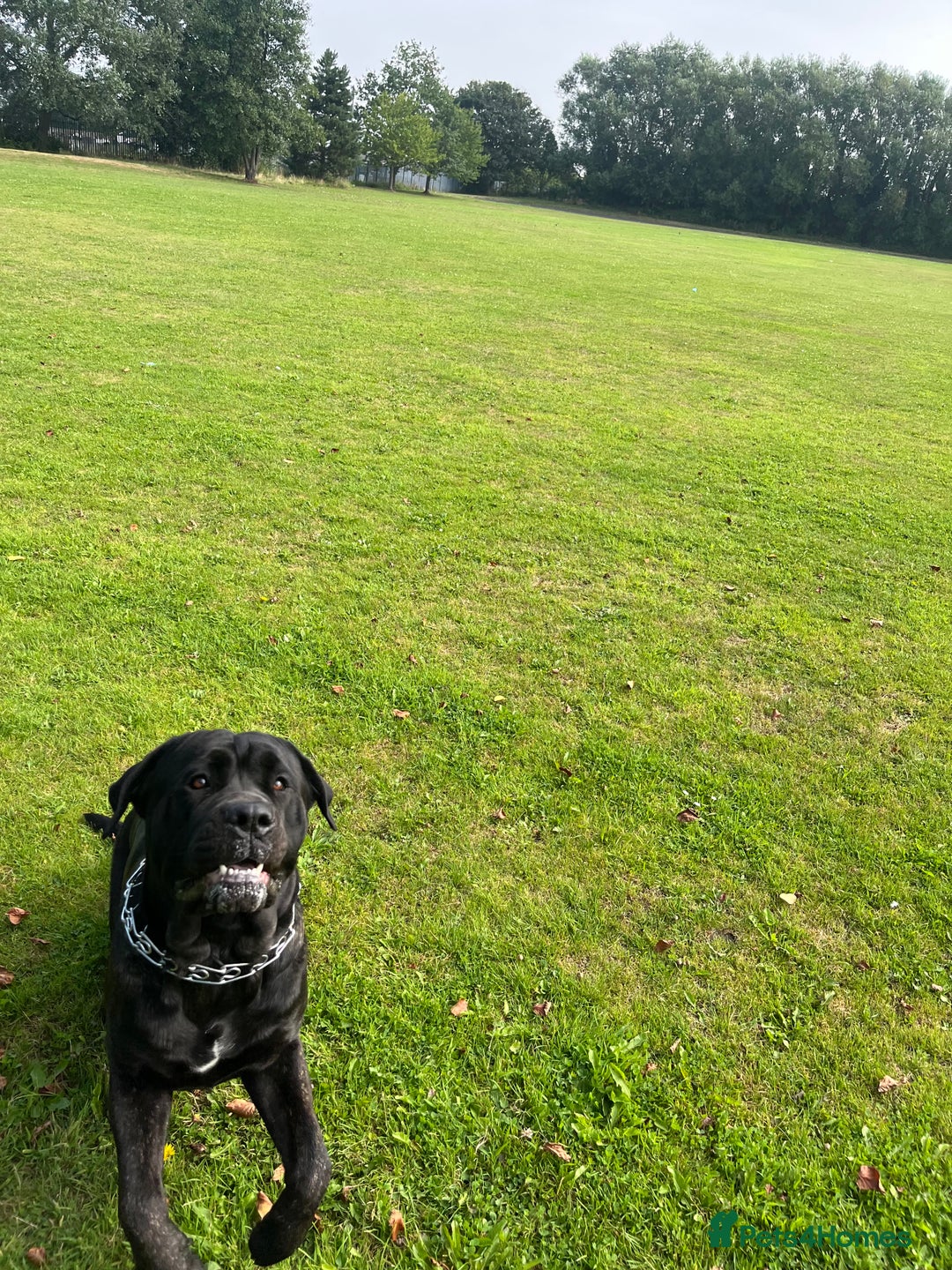 Cane Corso dogs for stud: ZEUS CANECORSO STUD - Image 3