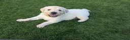 Golden Retriever dogs for sale: LAST GIRL Chunky cream and golden puppy  - Advert 12