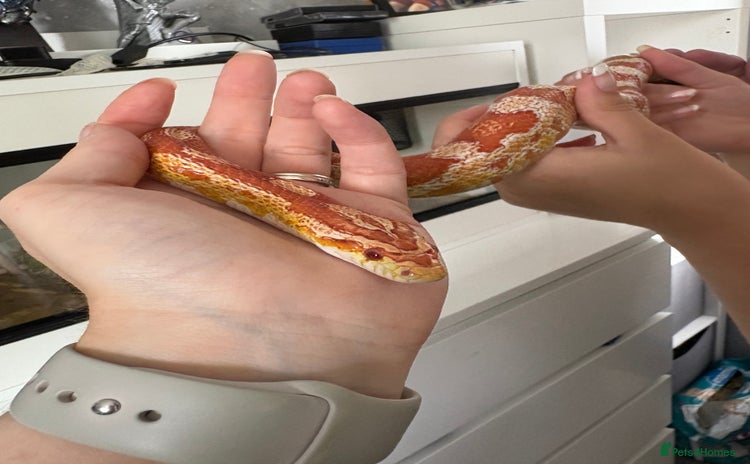 Corn Snake reptiles - Advert 9