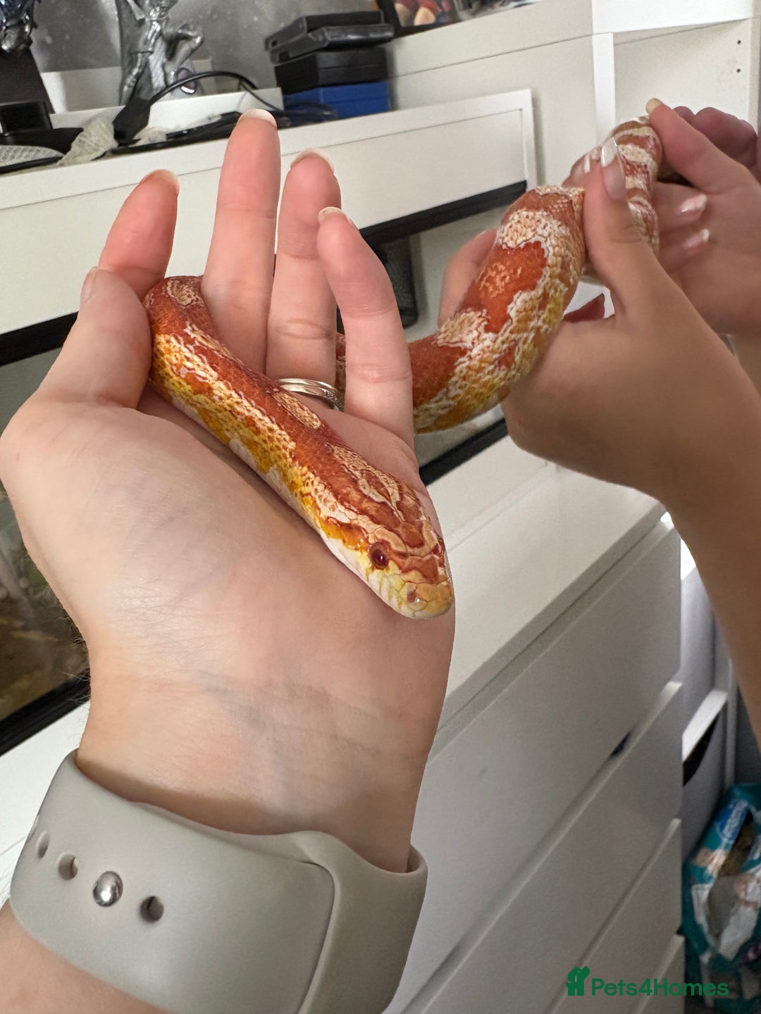 Corn Snake reptiles for sale: Corn snake & enclosure for sale  - Image 1