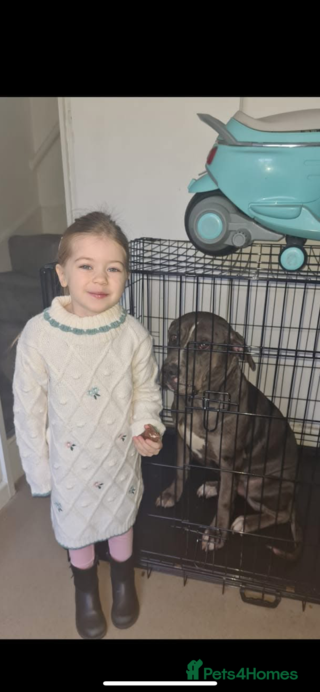 Mixed Breed dogs for sale: Corso bandog - Advert 3