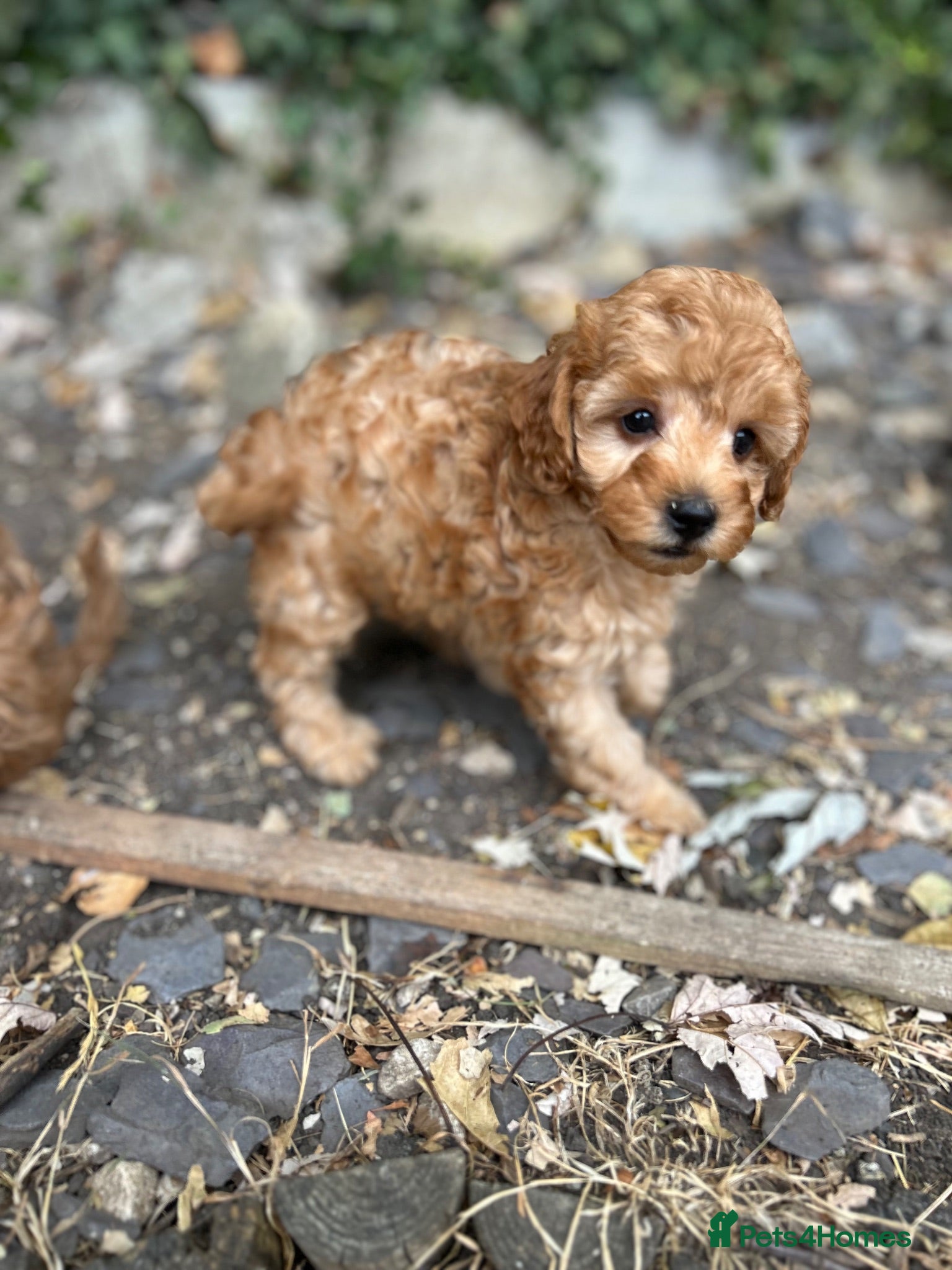 Cockapoo dogs Stunning Cockapoo Girl Ready Now  - Advert 2