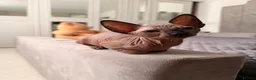 Sphynx cats for sale: !🌺🫶 Ready NOW!! - Advert 27