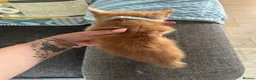 Mixed Breed cats for sale: Mixed breed ginger boys - Advert 10