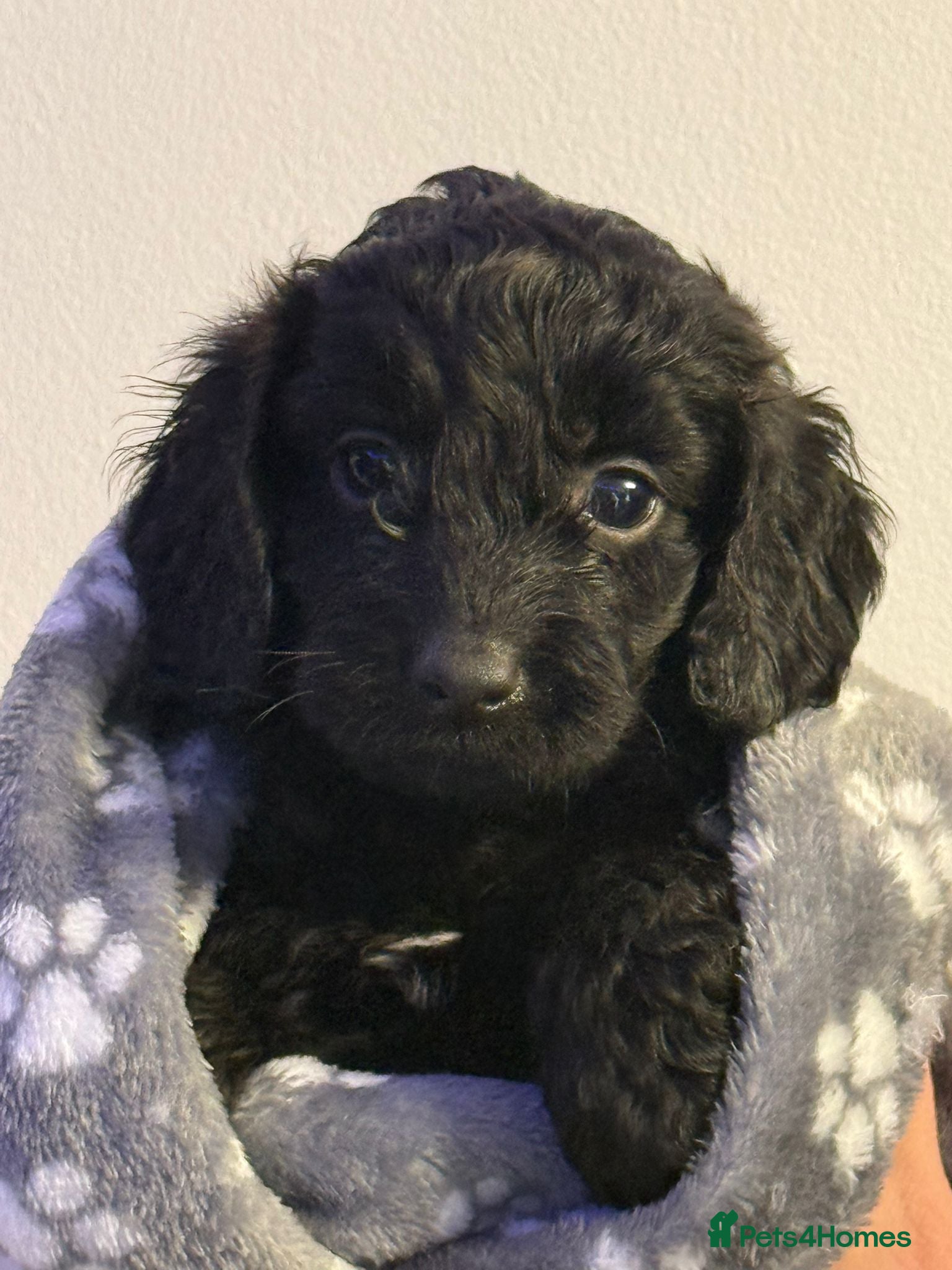 Cockapoo dogs Gorgeous cockapoo puppies - Advert 6