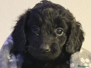 Cockapoo dogs Gorgeous cockapoo puppies - Advert 6