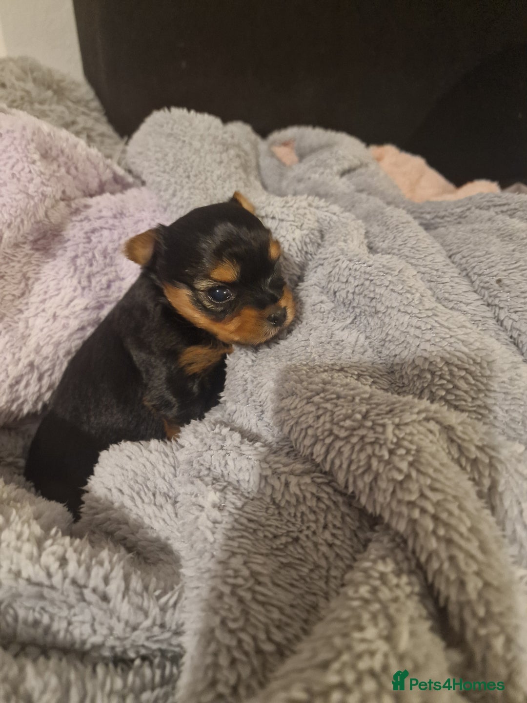 Yorkshire Terrier dogs for sale: Hello we got 2gorgeous puppies for sale - Advert 5