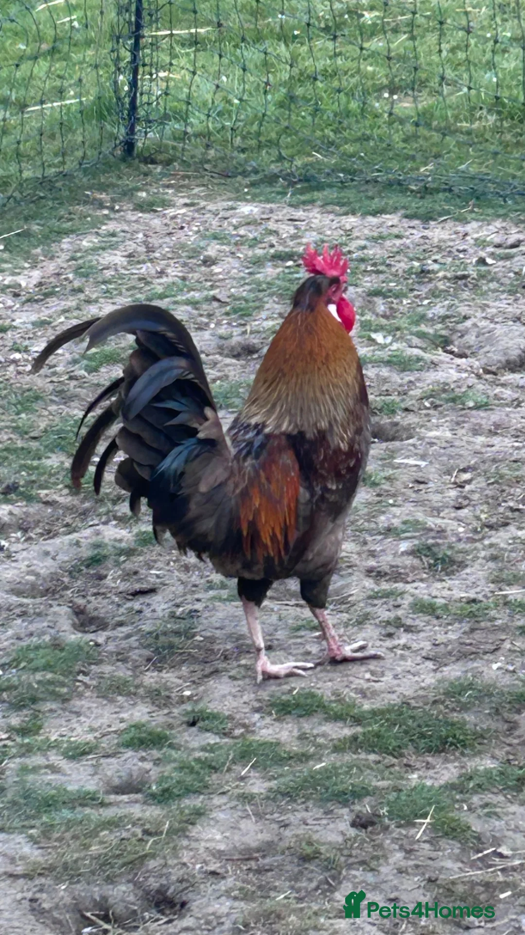 Chickens poultry for sale: Rooster in Maldon - Advert 2