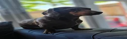 Miniature Dachshund dogs for stud: Minature dachshund dapple studd - Advert 5