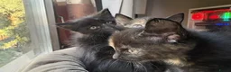 British Longhair cats for sale: 3 Lovely Kittens Looking for Their Forever Homes  - Advert 2