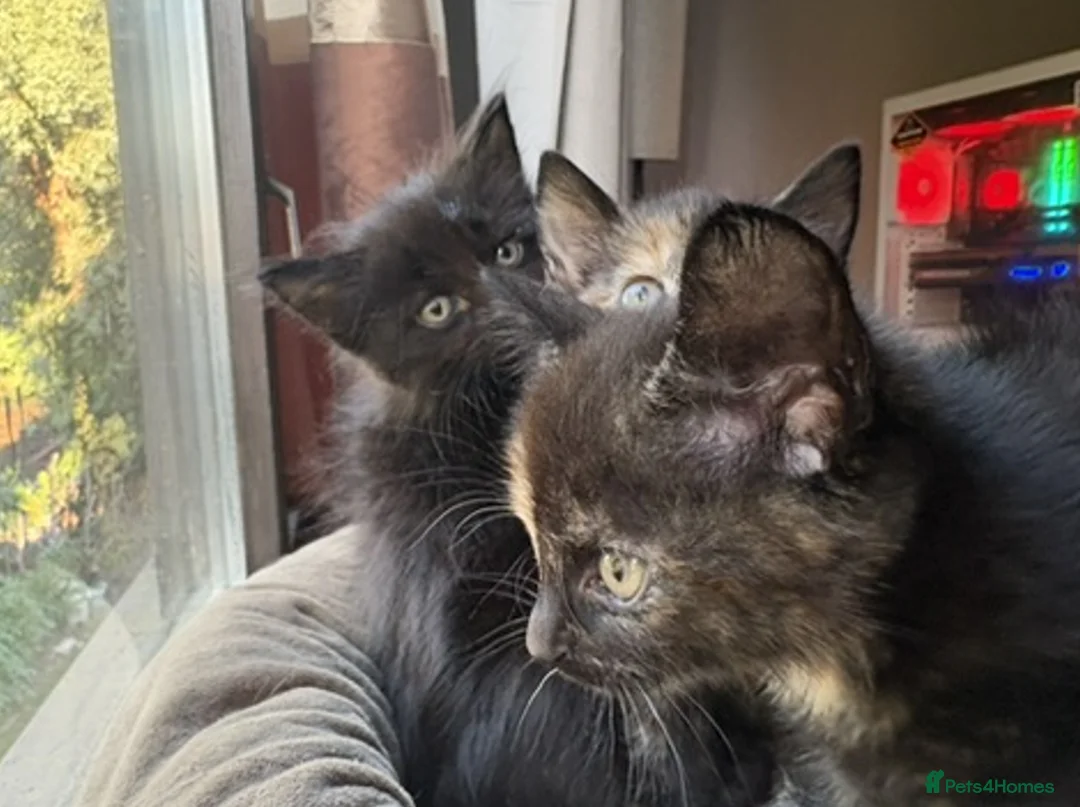 British Longhair cats for sale: 3 Lovely Kittens Looking for Their Forever Homes  - Advert 2