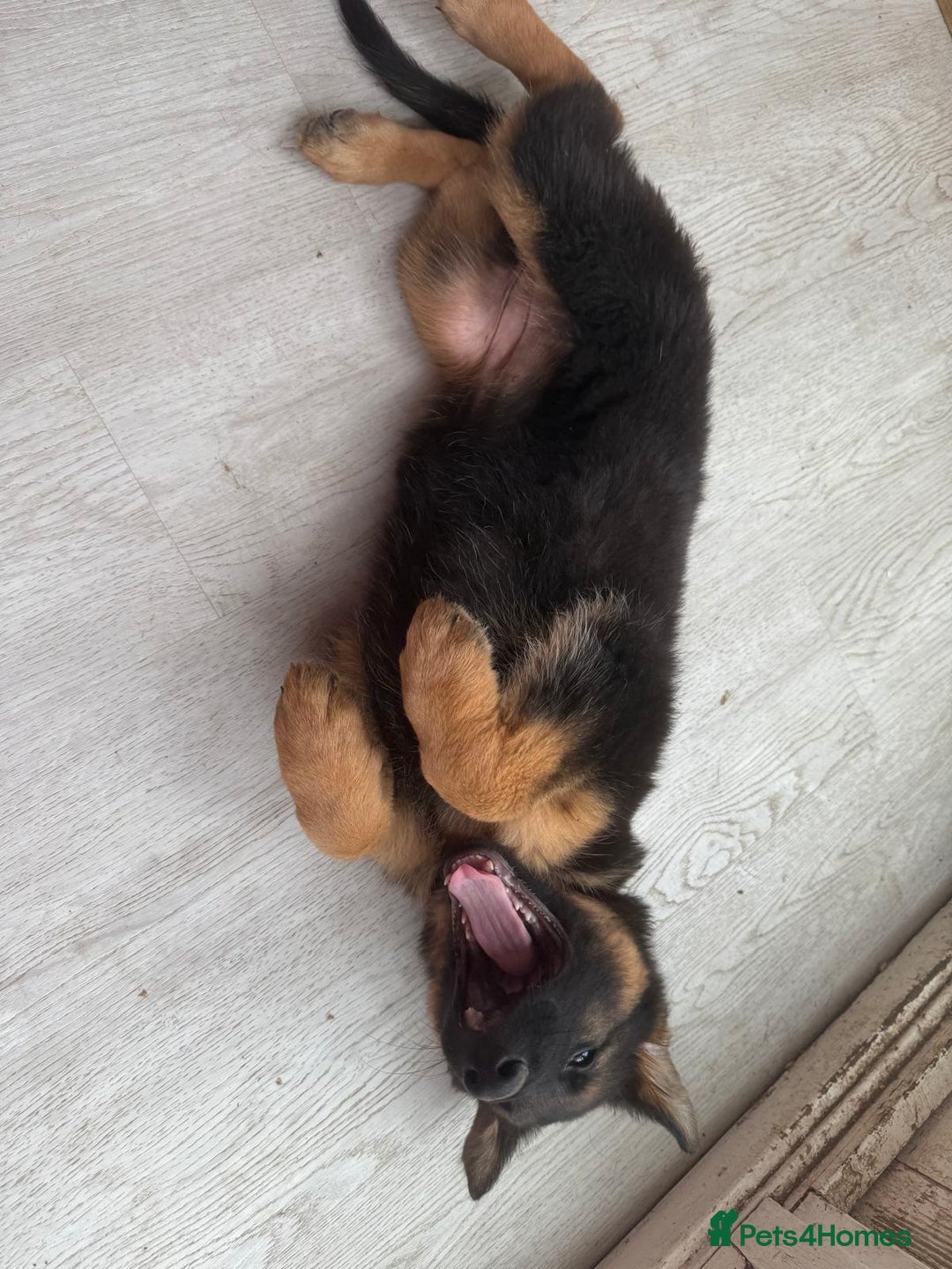 German Shepherd dogs for sale: German Shepherd's gorgeous puppies - Image 8